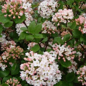 Judd Viburnum Live Plant 6-12 Inch Tall, Fragrant White Snowball Blooms, Outdoor Shrub - Image 2