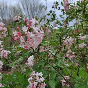 Judd Viburnum Live Plant 6-12 Inch Tall, Fragrant White Snowball Blooms, Outdoor Shrub - Image 4
