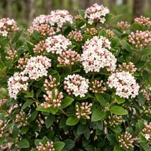 Judd Viburnum Live Plant 6-12 Inch Tall, Fragrant White Snowball Blooms, Outdoor Shrub - Image 6
