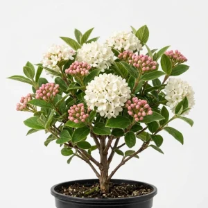 Judd Viburnum Live Plant 6-12 Inch Tall, Fragrant White Snowball Blooms, Outdoor Shrub - Image 1