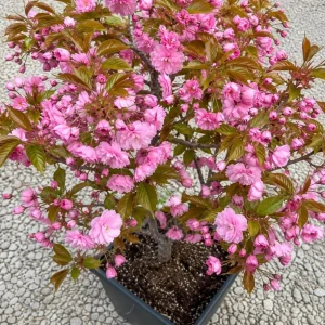 Kwanzan Flowering Cherry Tree Live Plant – Double Pink Blooms, 6-12" Tall, Outdoor Ornamental - Image 1