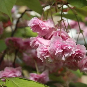 Kwanzan Flowering Cherry Tree Live Plant – Double Pink Blooms, 6-12