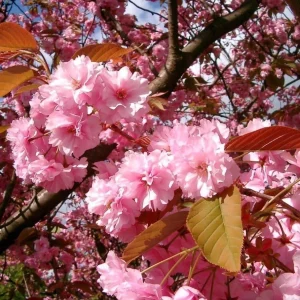 Kwanzan Flowering Cherry Tree Live Plant – Double Pink Blooms, 6-12