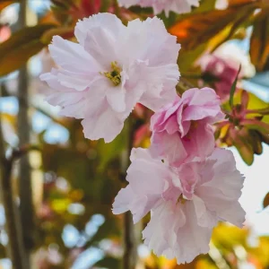 Kwanzan Flowering Cherry Tree Live Plant – Double Pink Blooms, 6-12