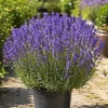 Lavender Live Plant – 1 Gallon Pot, Fragrant Blue Perennial for Outdoor Garden - Image 1