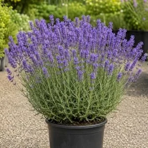 Lavender Live Plant, 1 Gallon Pot, Fragrant Purple Flowers, Outdoor Perennial - Image 2