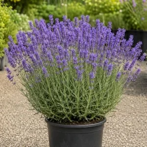 Lavender Live Plant, 1 Gallon Pot, Fragrant Purple Flowers, Outdoor Perennial - Image 6