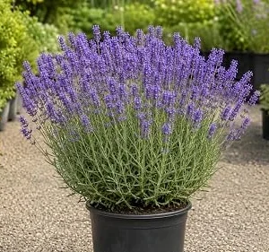 Lavender Live Plant, 1 Gallon Pot, Fragrant Purple Flowers, Outdoor Perennial - Image 1
