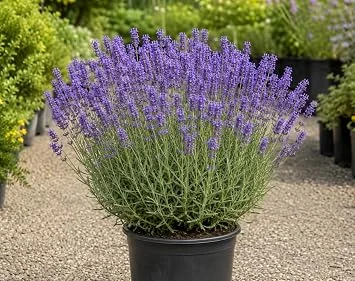 Lavender Live Plant 1 Gallon Pot - Fragrant Purple Perennial for Outdoor Garden & Patio - Image 1