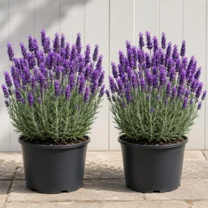 Lavender Live Plants - Pack of 2, 1 Gallon Pot, Fragrant Blue Purple Flowers, Hardy Perennial Herb for Outdoor Garden & Patio - Image 1