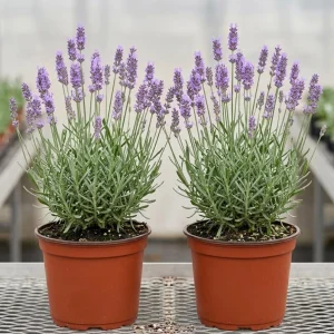 Lavender Live Plants - Pack of 2, 1 Gallon Pot, Fragrant Blue Purple Flowers, Hardy Perennial Herb for Outdoor Garden & Patio - Image 2