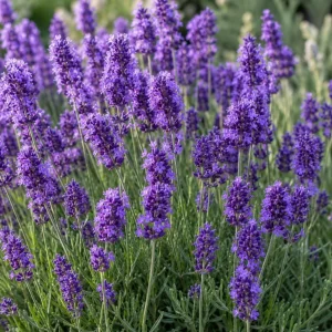 Lavender Live Plants - Pack of 2, 1 Gallon Pot, Fragrant Blue Purple Flowers, Hardy Perennial Herb for Outdoor Garden & Patio - Image 4