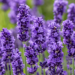 Lavender Live Plants - Pack of 2, 1 Gallon Pot, Fragrant Blue Purple Flowers, Hardy Perennial Herb for Outdoor Garden & Patio - Image 5