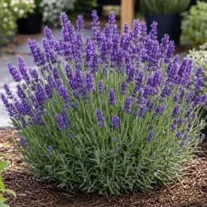 Lavender Live Plants - Pack of 2, 1 Gallon Pot, Fragrant Blue Purple Flowers, Hardy Perennial Herb for Outdoor Garden & Patio - Image 6