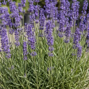 Lavender Live Plants - Pack of 2, 1 Gallon Pot, Fragrant Blue Purple Flowers, Hardy Perennial Herb for Outdoor Garden & Patio - Image 7