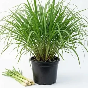Lemongrass Live Plant Combo - 5-6 Cymbopogon Plants, 1 Gallon Pot, 1 Ft Tall Culinary Herb - Image 1