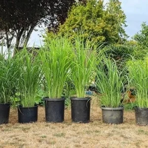 Lemongrass Live Plants - 5-6 Pack, 1 Gallon Pot, 1 Ft Tall, Culinary Herb - Image 3