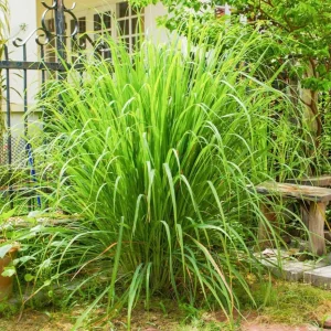 Lemongrass Live Plants - 5-6 Pack, 1 Gallon Pot, 1 Ft Tall, Culinary Herb - Image 6