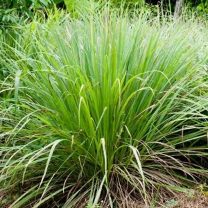 Lemongrass Live Plants - 5-6 Pack, 1 Gallon Pot, 1 Ft Tall, Culinary Herb - Image 7