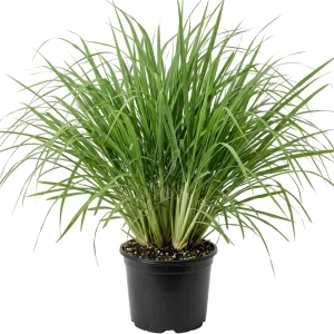 Lemongrass Live Plants - 5-6 Pack, 1 Gallon Pot, 1 Ft Tall, Culinary Herb - Image 1