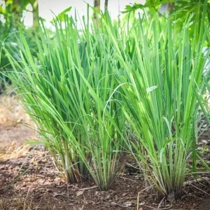Lemongrass Live Plants - Combo 5-6 Pack, 1 Gallon Pot, 1 Ft Tall, Culinary Herb, Outdoor - Image 4