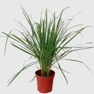 Lemongrass Live Plants - Combo 5-6 Pack, 1 Gallon Pot, 1 Ft Tall, Culinary Herb, Outdoor - Image 5