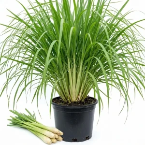 Lemongrass Live Plants - Combo 5-6 Pack, 1 Gallon Pot, 1 Ft Tall, Culinary Herb, Outdoor - Image 1
