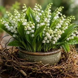 Lily of the Valley Bare Root Rhizomes - 15 Pack, Fragrant White Blooms, 4-6 Inch - Image 2