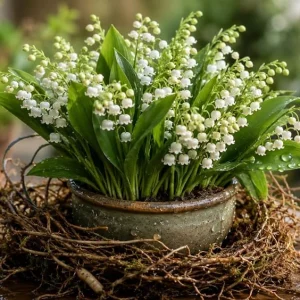 Lily of the Valley Bare Root Rhizomes - 15 Pack, Fragrant White Blooms, 4-6 Inch - Image 7