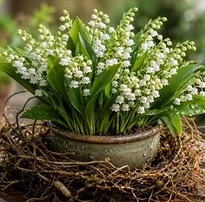 Lily of the Valley Bare Root Rhizomes - 15 Pack, Fragrant White Blooms, 4-6 Inch - Image 1
