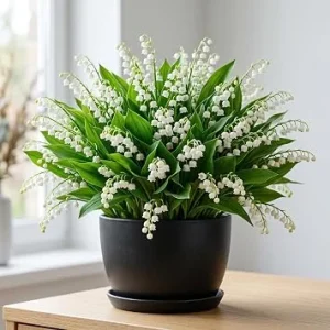 Lily of the Valley Bare Root Rhizomes - 20 Pack, Fragrant White Blooms, 4-6 Inch, Outdoor - Image 1