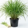 Live Lemongrass Plants - 5-6 Pack, 1 Gallon Pot, 1 Ft Tall Culinary Herb for Garden - Image 1