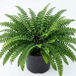 Maidenhair Spleenwort Fern Rhizomes - 10 Count Bare Root Live Plants, 3-6" Long, Outdoor Perennial - Image 2