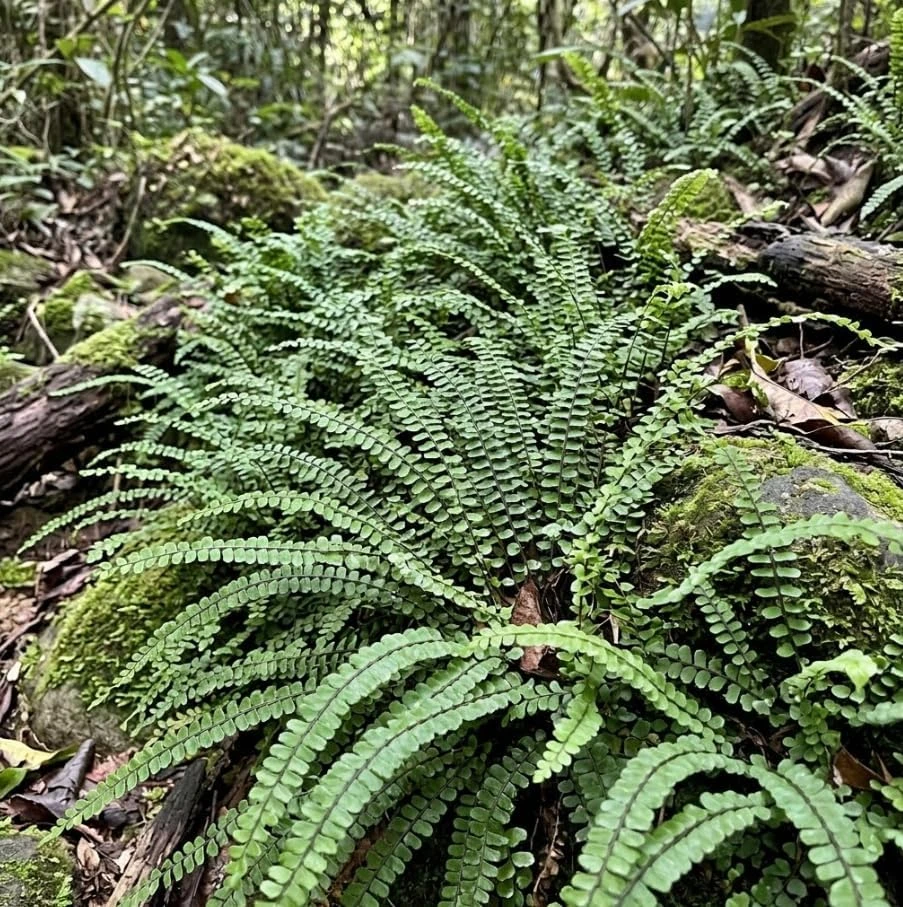Maidenhair Spleenwort Fern Rhizomes - 10 Count Bare Root Live Plants, 3-6" Long, Outdoor Perennial - Image 3