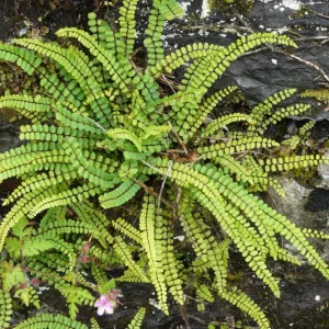 Maidenhair Spleenwort Fern Rhizomes - 10 Count Bare Root Live Plants, 3-6