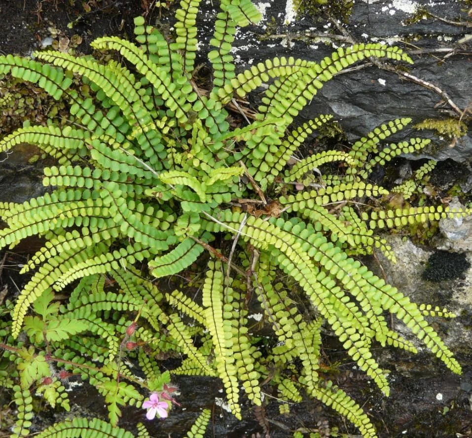 Maidenhair Spleenwort Fern Rhizomes - 10 Count Bare Root Live Plants, 3-6" Long, Outdoor Perennial - Image 4