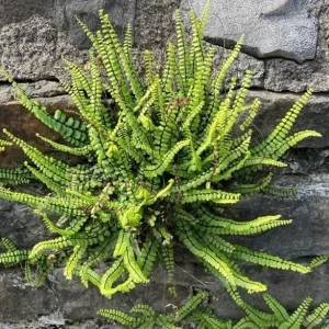 Maidenhair Spleenwort Fern Rhizomes - 10 Count Bare Root Live Plants, 3-6