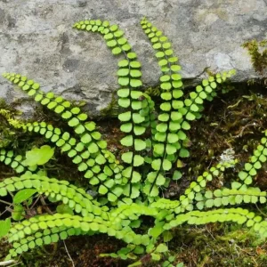 Maidenhair Spleenwort Fern Rhizomes - 10 Count Bare Root Live Plants, 3-6