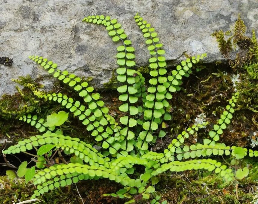 Maidenhair Spleenwort Fern Rhizomes - 10 Count Bare Root Live Plants, 3-6" Long, Outdoor Perennial - Image 6