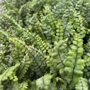 Maidenhair Spleenwort Fern Rhizomes - 10 Count Bare Root Live Plants, 3-6