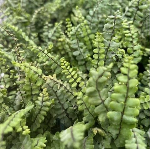 Maidenhair Spleenwort Fern Rhizomes - 10 Count Bare Root Live Plants, 3-6" Long, Outdoor Perennial - Image 7