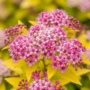 Mini Gold Mound Spirea Live Shrub – Dwarf Golden Foliage Plant 5-8