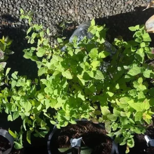 Mini Gold Mound Spirea Live Shrub – Dwarf Golden Foliage Plant 5-8