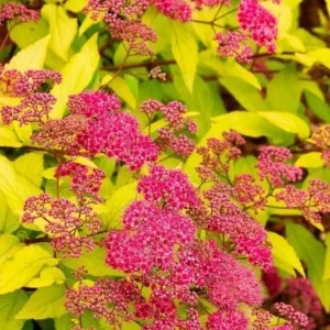 Mini Gold Mound Spirea Live Shrub – Dwarf Golden Foliage Plant 5-8