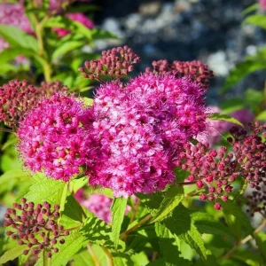 Mini Gold Mound Spirea Live Shrub – Dwarf Golden Foliage Plant 5-8