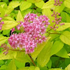 Mini Gold Mound Spirea Live Shrub – Dwarf Golden Foliage Plant 5-8