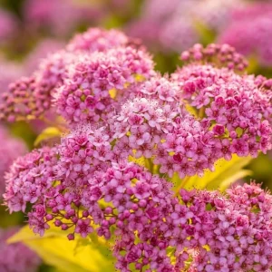 Mini Gold Mound Spirea Live Shrub – Dwarf Golden Foliage Plant 5-8