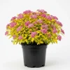 Mini Gold Mound Spirea Live Shrub – Dwarf Golden Foliage Plant 5-8" Tall in Quart Pot, Outdoor - Image 1