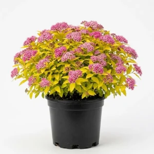 Mini Gold Mound Spirea Live Shrub – Dwarf Golden Foliage Plant 5-8