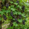 Muscadine Grape Vine Live Plant, 2-Pack, 4 Inch Pot - Sweet Grapes, Hardy Outdoor Climbing Fruit Vine - Image 1